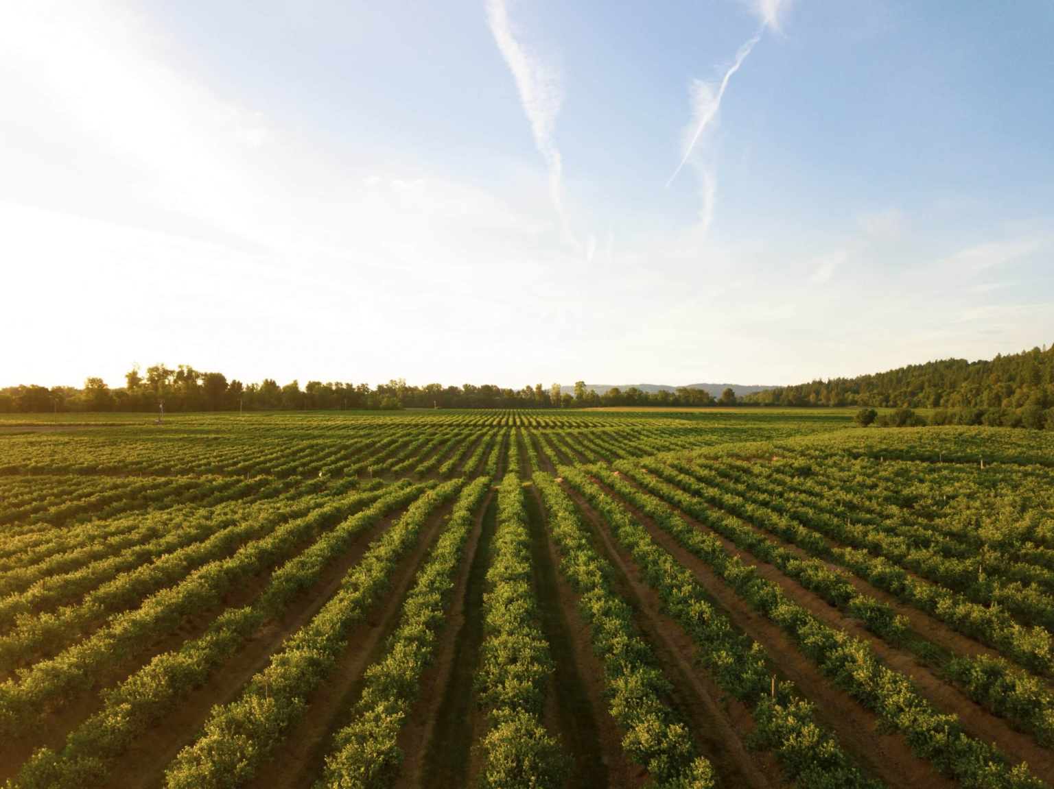 Investment in Nigeria’s agricultural value chain as a catalyst for development